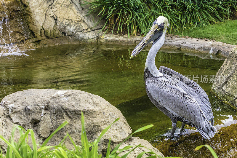 褐鹈鹕(Pelecanus occidentalis california)